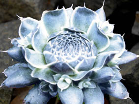 Orostachys spinosa